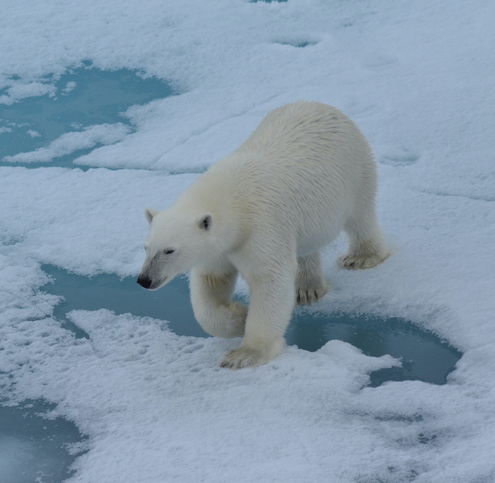 Eisbären und Klimaschutz